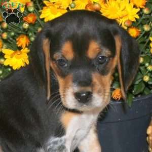 Molly, Beagle Puppy