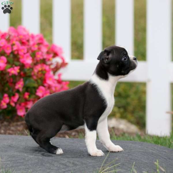 Molly, Boston Terrier Puppy