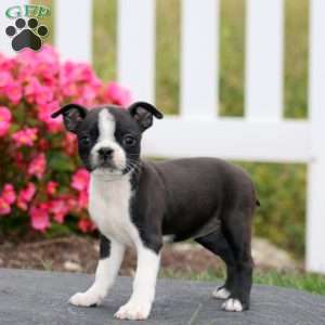 Molly, Boston Terrier Puppy