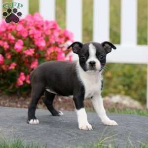 Molly, Boston Terrier Puppy