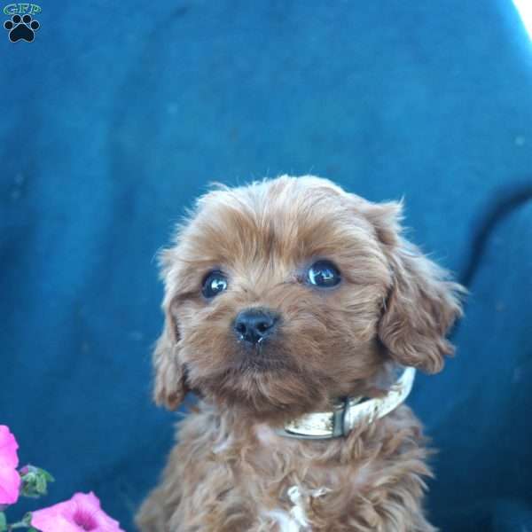 Molly, Cavapoo Puppy