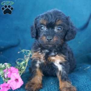 Monica, Cavapoo Puppy
