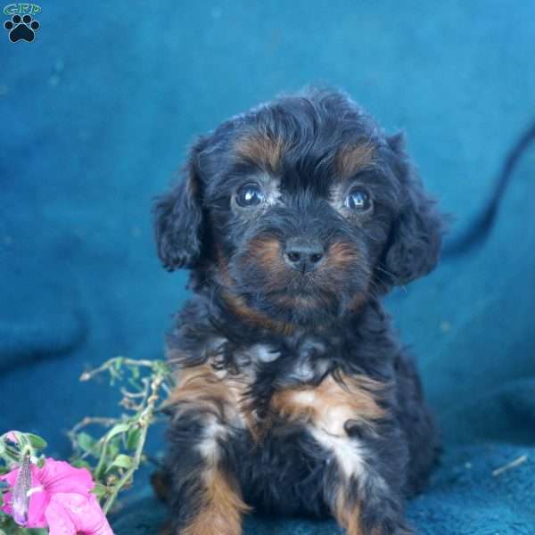 Monica, Cavapoo Puppy