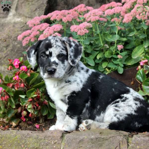 Monster, Labrador Mix Puppy