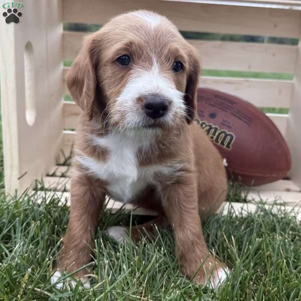 Monty, Labradoodle Puppy
