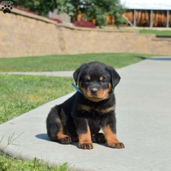 Moose, Rottweiler Puppy