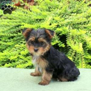 Australian Terrier Dog Yorkshire Terrier Club Of America Yorkshire