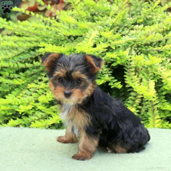 Moose, Yorkie Puppy
