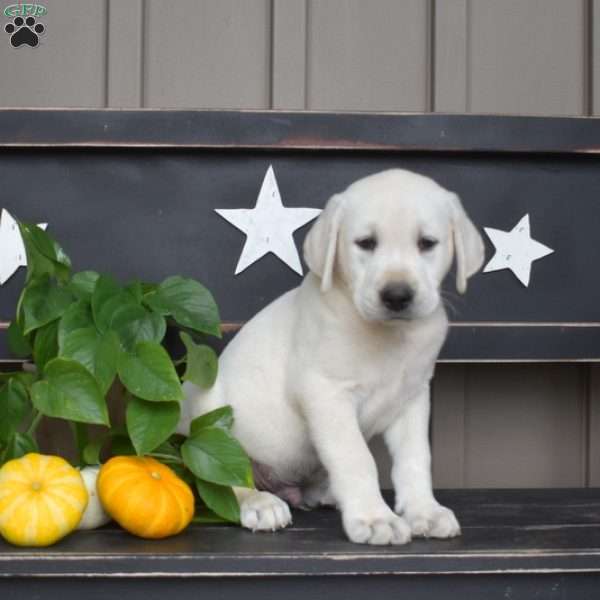 Moose, Yellow Labrador Retriever Puppy