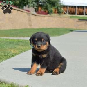 Moose, Rottweiler Puppy
