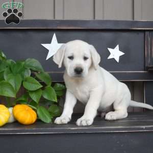 Moose, Yellow Labrador Retriever Puppy