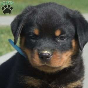Moose, Rottweiler Puppy