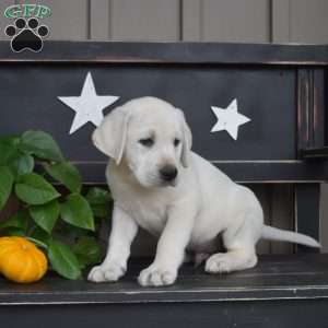 Moose, Yellow Labrador Retriever Puppy