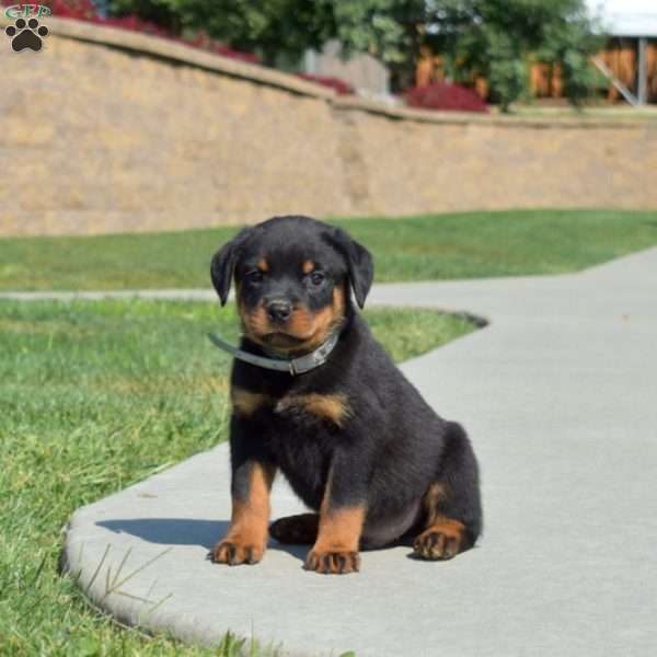 Motor, Rottweiler Puppy