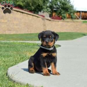 Motor, Rottweiler Puppy