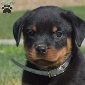Motor, Rottweiler Puppy