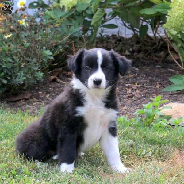 Moxie, Border Collie Mix Puppy