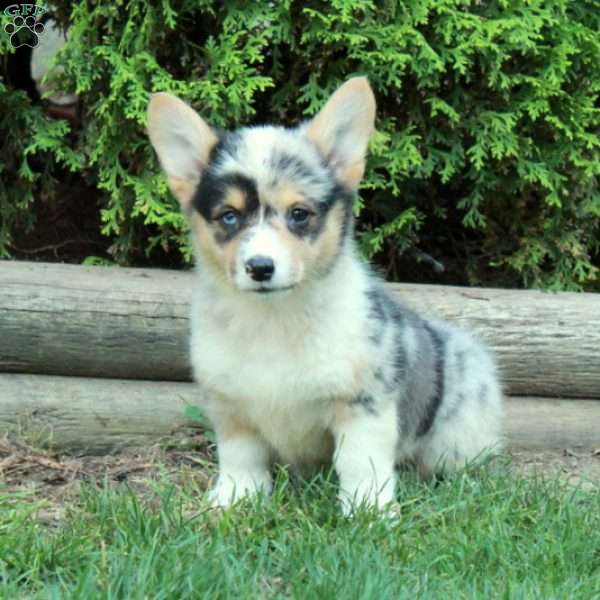 Moxie, Pembroke Welsh Corgi Puppy