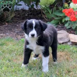 Moxie, Border Collie Mix Puppy