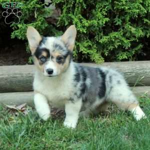 Moxie, Pembroke Welsh Corgi Puppy