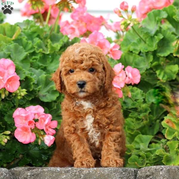 Muff, Cavapoo Puppy
