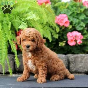 Muff, Cavapoo Puppy