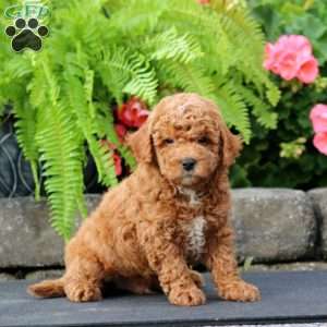 Muff, Cavapoo Puppy