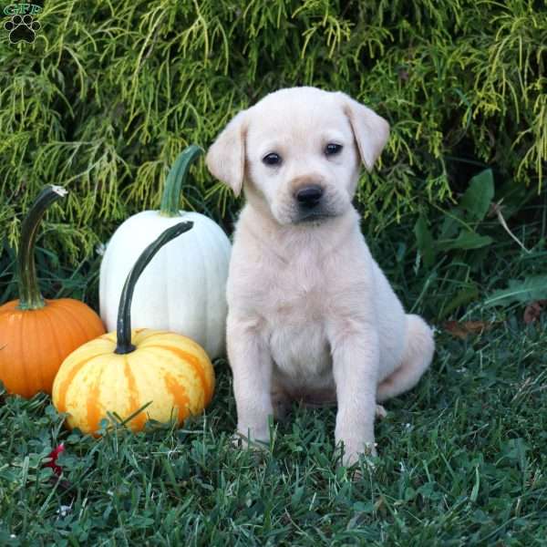 Muffin, Yellow Labrador Retriever Puppy