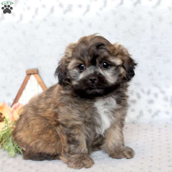 Muffy, Teddy Bear Puppy