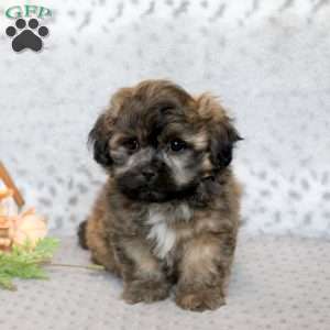Muffy, Teddy Bear Puppy