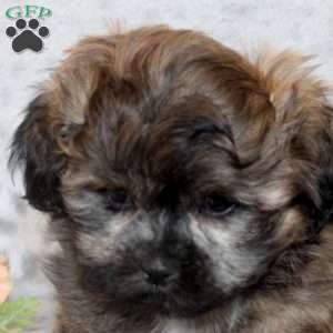 Muffy, Teddy Bear Puppy