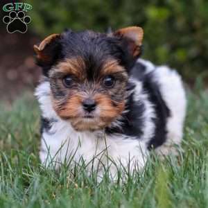 Murphy, Biewer Terrier Puppy