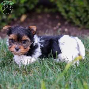 Murphy, Biewer Terrier Puppy