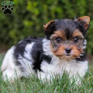 Murphy, Biewer Terrier Puppy