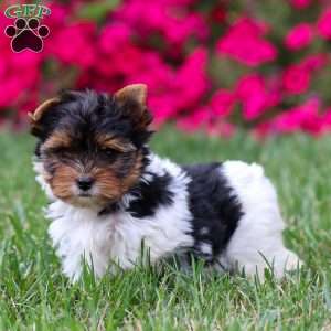 Murphy, Biewer Terrier Puppy