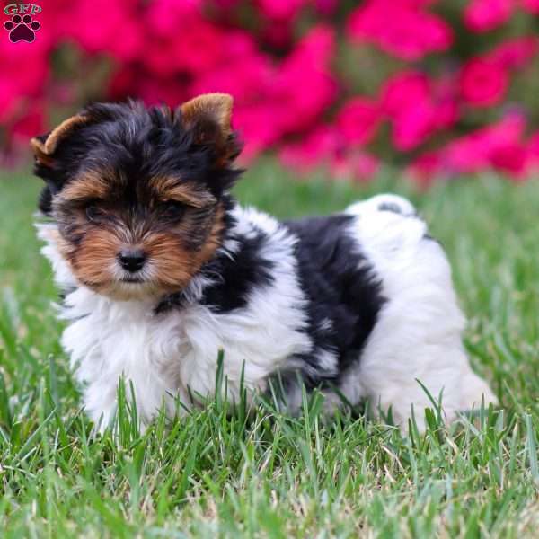Murphy, Biewer Terrier Puppy