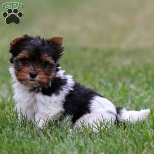 Murphy, Biewer Terrier Puppy