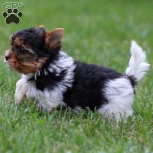 Murphy, Biewer Terrier Puppy
