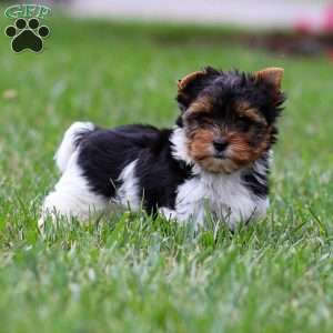 Murphy, Biewer Terrier Puppy
