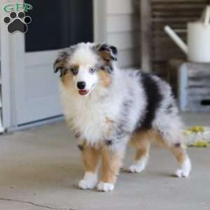 Murray, Miniature Australian Shepherd Puppy