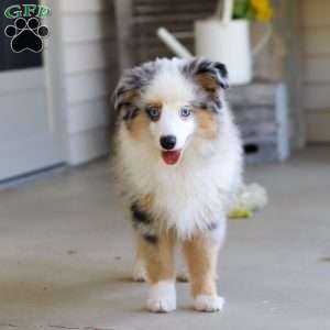 Murray, Miniature Australian Shepherd Puppy