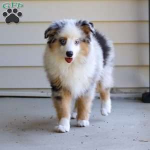 Murray, Miniature Australian Shepherd Puppy