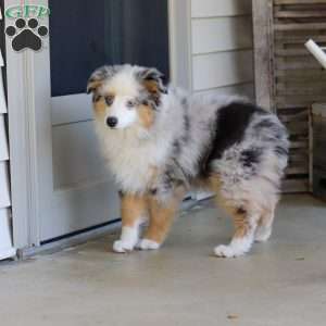 Murray, Miniature Australian Shepherd Puppy