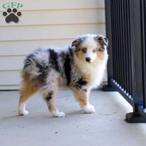 Murray, Miniature Australian Shepherd Puppy