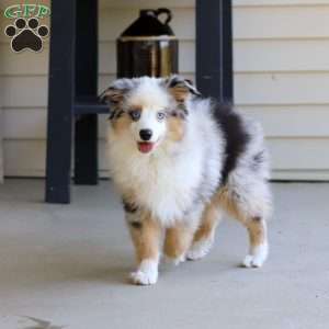 Murray, Miniature Australian Shepherd Puppy