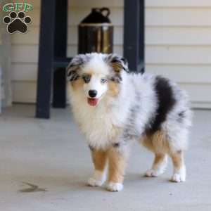 Murray, Miniature Australian Shepherd Puppy