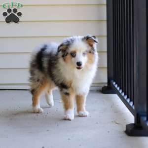 Murray, Miniature Australian Shepherd Puppy