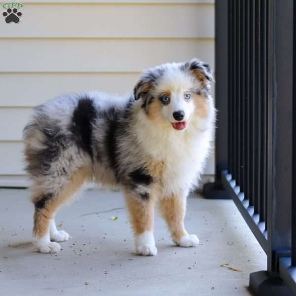 Murray, Miniature Australian Shepherd Puppy
