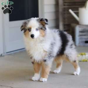 Murray, Miniature Australian Shepherd Puppy