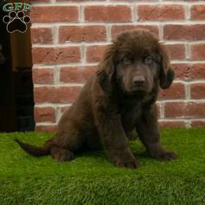 Molly, Newfoundland Puppy